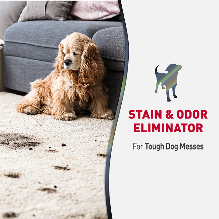 Advanced Stain and Odor Eliminator Foam for Dogs Nature's Miracle
